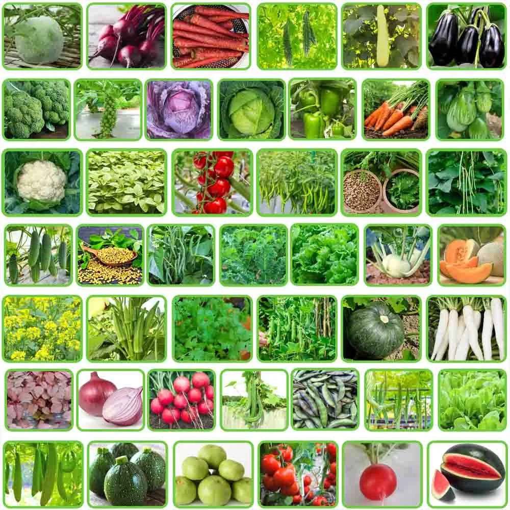 45 Vegetable Combo Pack -Vegetable Seeds Combo
