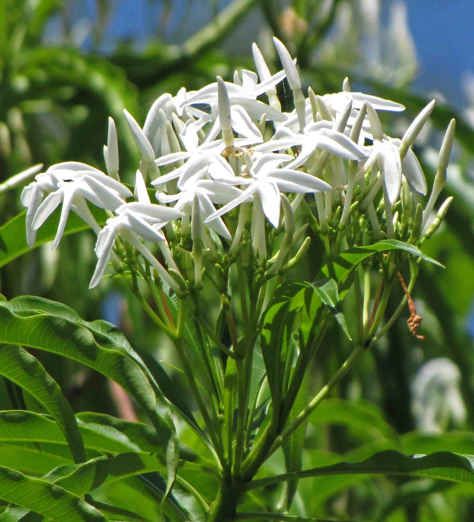 Analivegam Alstonia Venenata Live Medicinal Plant for Health Benefits