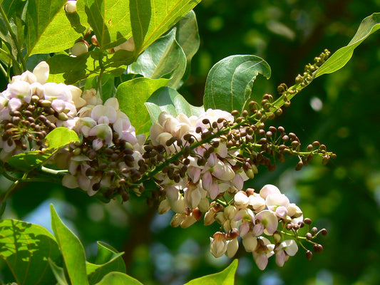 Ungu (Pongamia Pinnata) Medicinal Plant: Healthy Live Plant in Polybag
