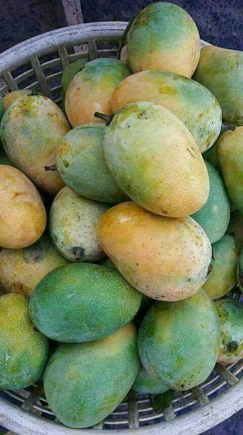 Mango Plant (Kesar) Live Mango 1 Plant (Mangifera indica) – Grafted Variety  -Fruit Plants