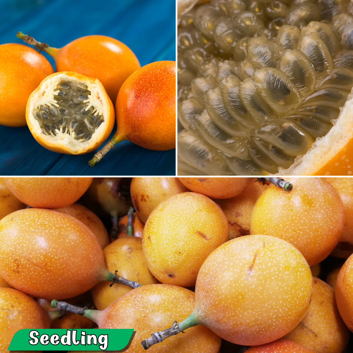 Yellow Honey Passionfruit Plant sweet yellow fruit India