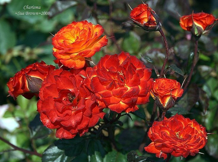 Exotic Hybrid Climbing Rose Flower Seeds – Pack of 20  -Charisma - Rose Seeds