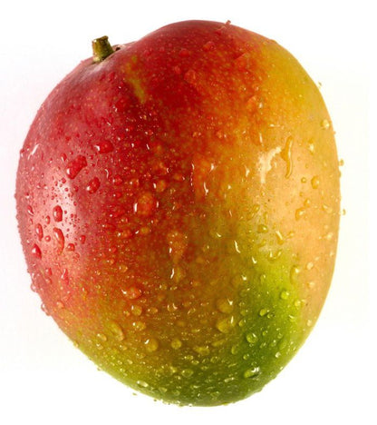 Exotic Mango Plant Varieties for Your Garden (Tommy Atkins) ) Live Mango 1 Plant (Mangifera indica) – Grafted Variety  -Fruit Plants
