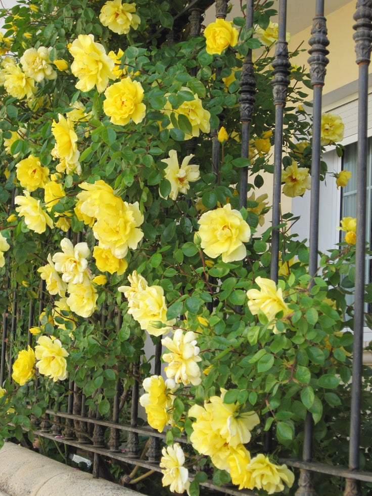 Exotic Hybrid Climbing Rose Flower Seeds – Pack of 20  - Golden shower - Rose Seeds