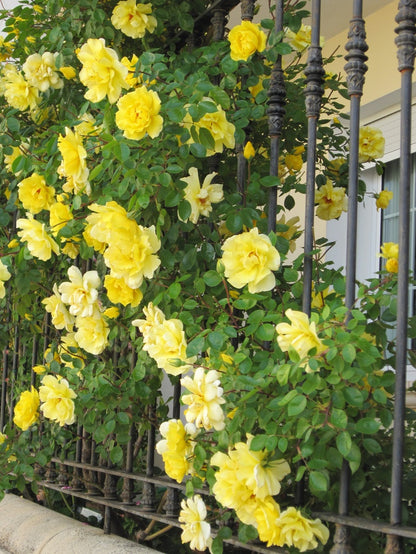 Exotic Hybrid Climbing Rose Flower Seeds – Pack of 20  - Golden shower - Rose Seeds
