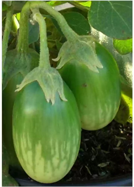 Organic Brinjal Green  F1 Hybrid seeds- Open Pollinated 50 seeds-vegetable seeds