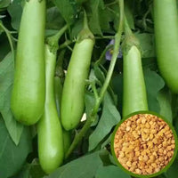 Organic Brinjal Green F1 Hybrid seeds- Open Pollinated 50 seeds-vegetable seeds