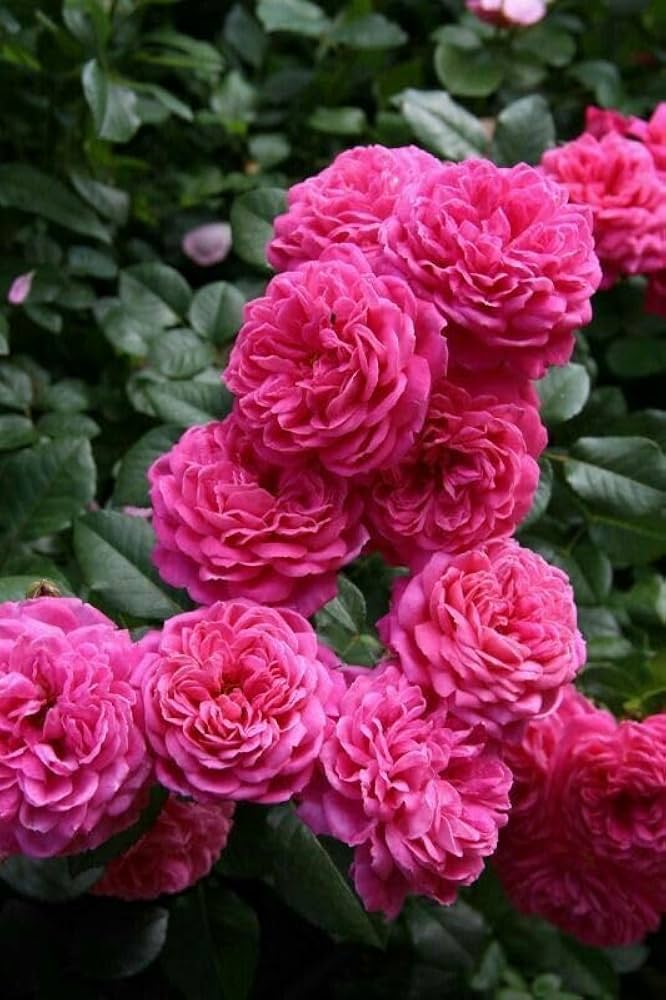 Elysian Climber – Hybrid Rose Seeds for Timeless Floral Walls - Rose Seeds