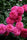 Elysian Climber – Hybrid Rose Seeds for Timeless Floral Walls - Rose Seeds