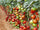 Organic Vegetable Seeds Pack – Tomato (Arka Vikas) For Kitchen & Terrace Gardens -Vegetable Seeds