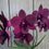 Dendrobium orchid Airy Crimson Plant (Without flowers)