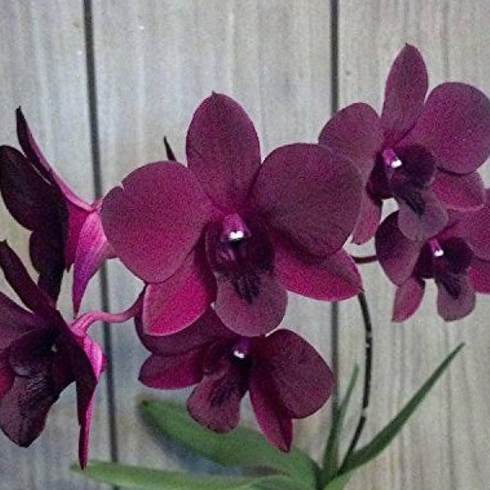 Dendrobium orchid Airy Crimson Plant (Without flowers)