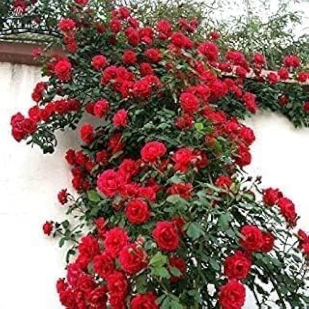 Exotic Hybrid Climbing Rose Flower 20 Seeds   - Clg Don don - Rose Seeds