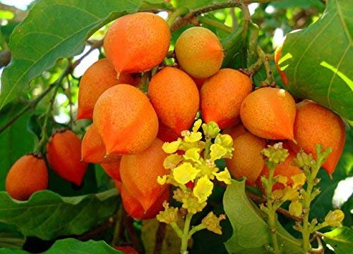 PEANUT BUTTER FRUIT PLANT EXOTIC PLANTS