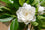 Gardenia Jasminoides-Medicinal Plant