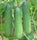 🥒 Cucumber (Kheera) Hybrid Seeds – Pack of 20 - Vegetable Seeds