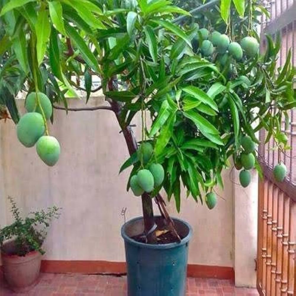 Mango Plant (Amrapali) ) Live Mango 1 Plant (Mangifera indica) – Grafted Variety  -Fruit Plants