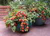 Organic Vegetable Seeds Pack – Tomato (Arka Vikas) For Kitchen & Terrace Gardens -Vegetable Seeds