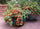 Organic Vegetable Seeds Pack – Tomato (Arka Vikas) For Kitchen & Terrace Gardens -Vegetable Seeds