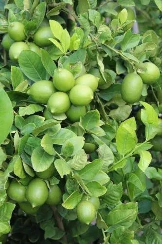 All Time Thai Lemon PlantsThai seedlees Lemon Plant Fruit Plants