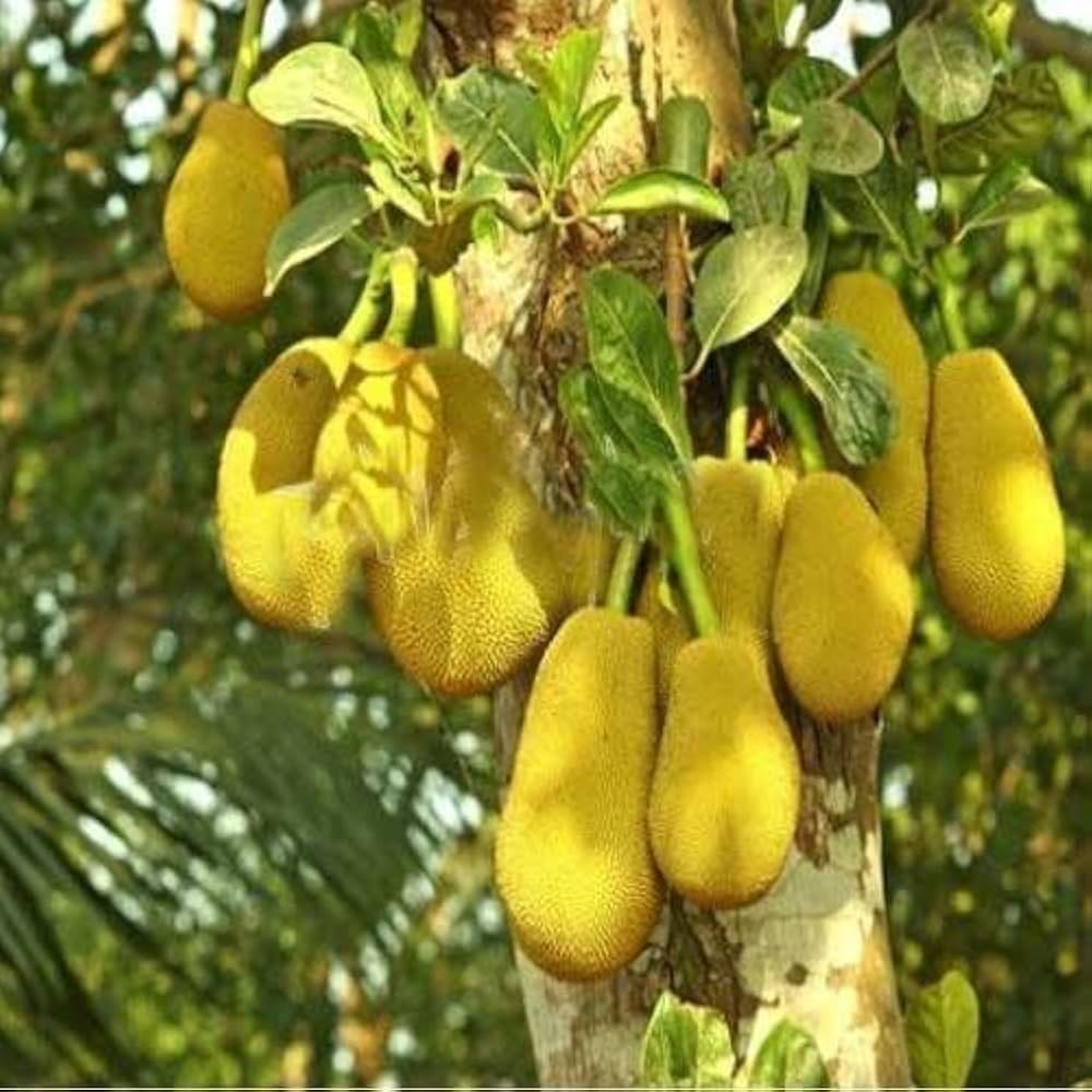 Live Malaysian J33 Jackfruit Plant – Grafted & Ready to Grow  -Fruit Plants