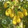 Live Malaysian J33 Jackfruit Plant – Grafted & Ready to Grow  -Fruit Plants