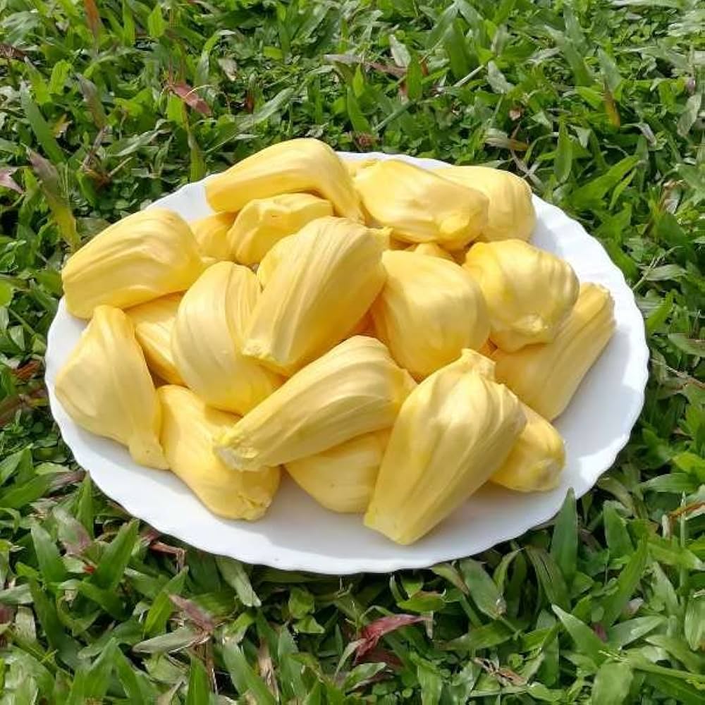 Live Malaysian Jackfruit Plant – Grafted & Ready to Grow  -Fruit Plants