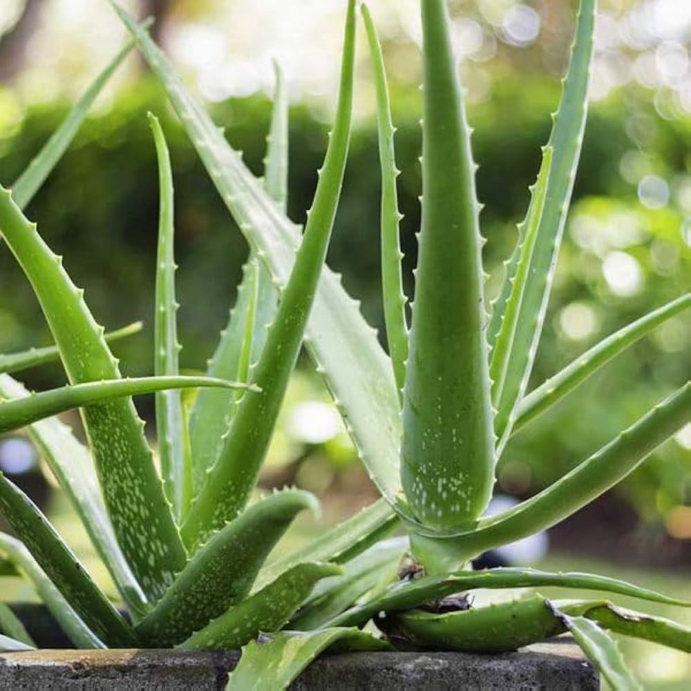 Aloe Vera Live Plant | Aloe Barbadensis | Special Variety Succulent Plant - Best Selling