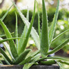 Aloe Vera Live Plant | Aloe Barbadensis | Special Variety Succulent Plant - Best Selling
