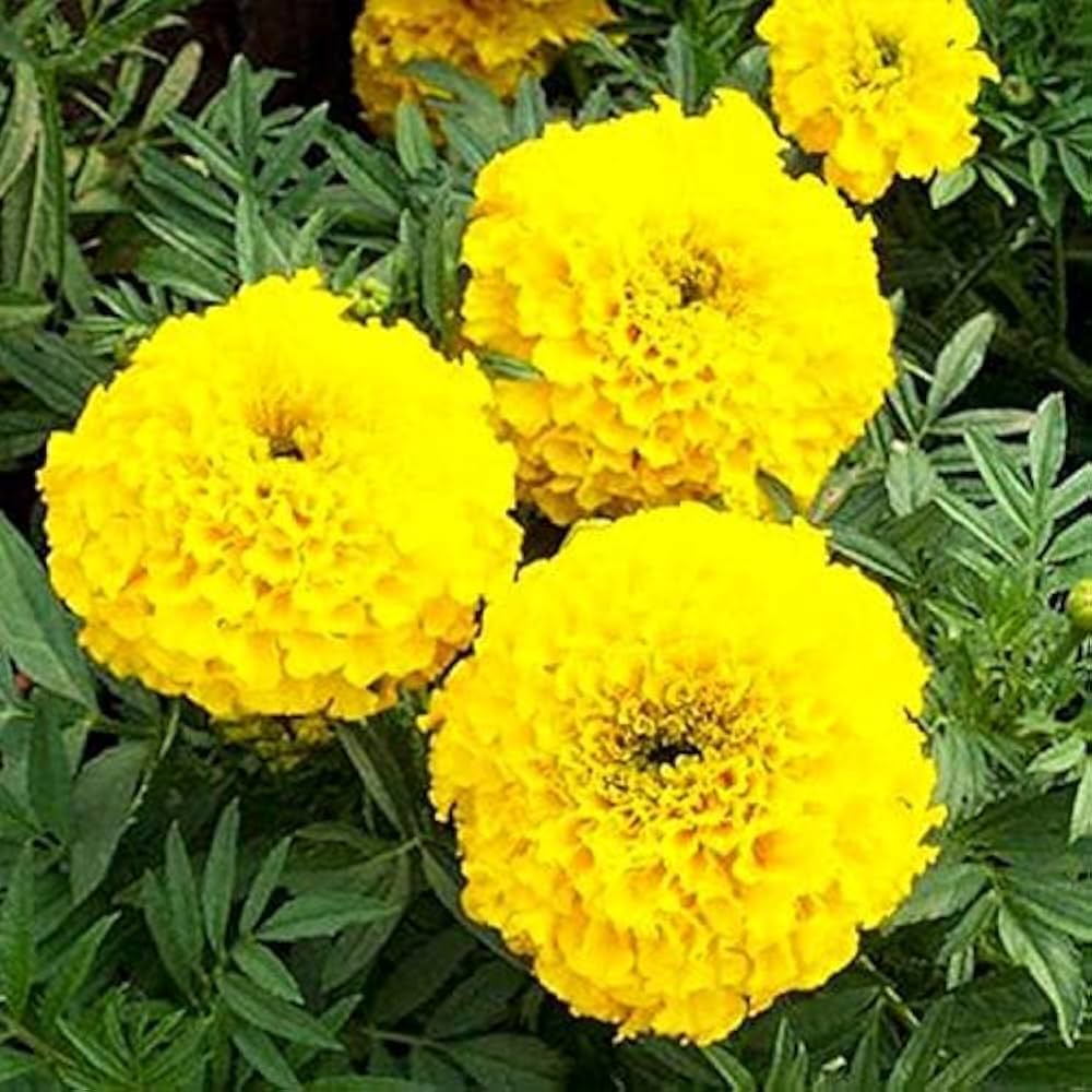🌼 Bright Yellow Marigold Flower Seeds – Pack of 30 - Flower Seeds