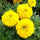 🌼 Bright Yellow Marigold Flower Seeds – Pack of 30 - Flower Seeds