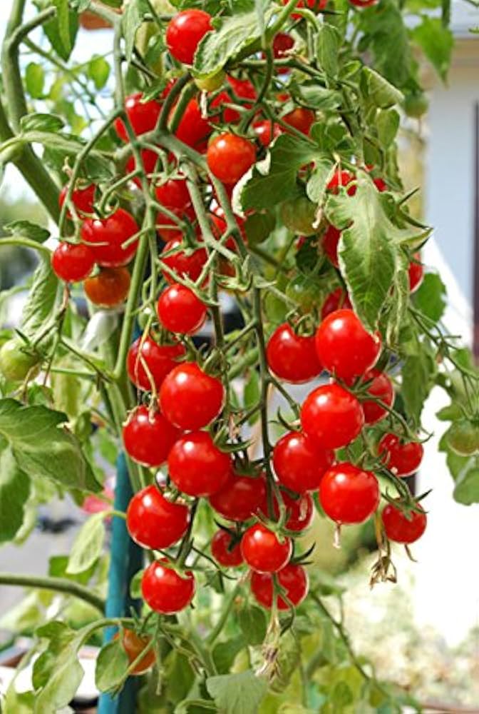 Cherry Tomato ‘Honey 100’ – Premium Sweet Vegetable Seeds (Pack of 100)-Vegetable Seeds