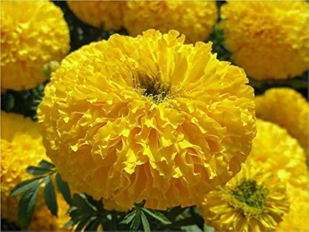 Marigold ‘Pusa Basanti’ – Premium Yellow Flower Seeds (Pack of 30) - Flower Seeds