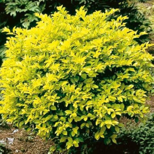 Golden Duranta (Golden Dewdrops) Live Plant | Attractive Hedge Plant for Home & Garden | Healthy Live Plant - Best Selling
