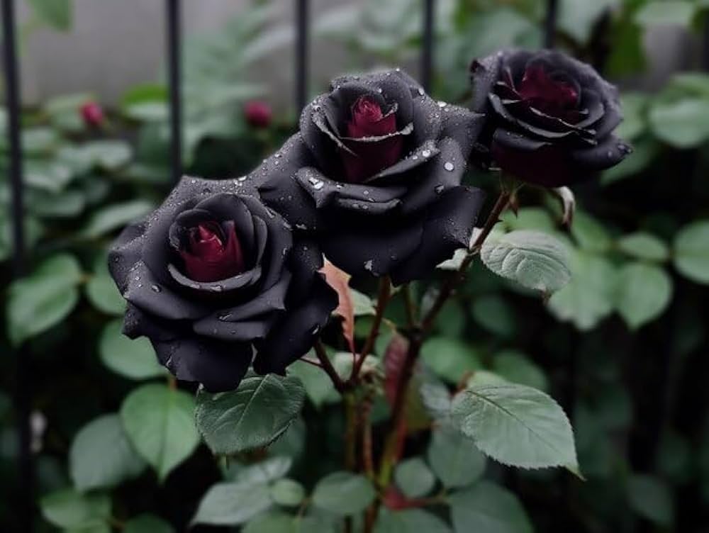 Exotic Hybrid Climbing Rose Flower Seeds – Pack of 20  - Black - Rose Seeds