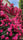 Elysian Climber – Hybrid Rose Seeds for Timeless Floral Walls - Rose Seeds