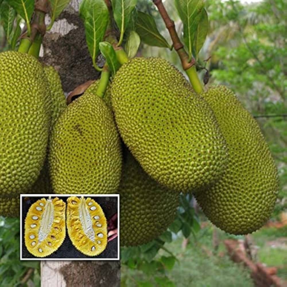 Live Malaysian J33 Jackfruit Plant – Grafted & Ready to Grow  -Fruit Plants