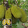 Live Malaysian J33 Jackfruit Plant – Grafted & Ready to Grow  -Fruit Plants