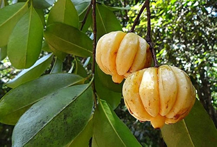 KUDAM PULI(Malabar Tamarind) GRAFT FRUIT PLANT EXOTIC PLANTS