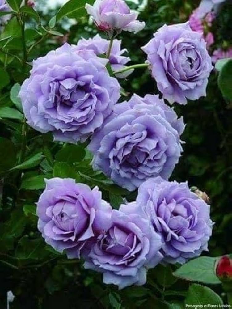 Hybrid Rose Climber Seeds – Fast-Growing, Colorful Blooms for Vertical Gardening - Rose Seeds
