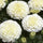 Hybrid White Marigold Flower Seeds – Pure Elegance in Bloom – Pack of 30 - Flower Seeds