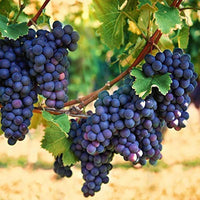 GRAPE FRUIT PLANT EXOTIC PLANTS