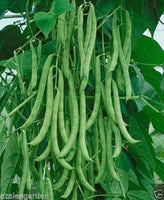 Organic Beans F1 Hybrid seeds- Open Pollinated 20 seeds-vegetable seeds