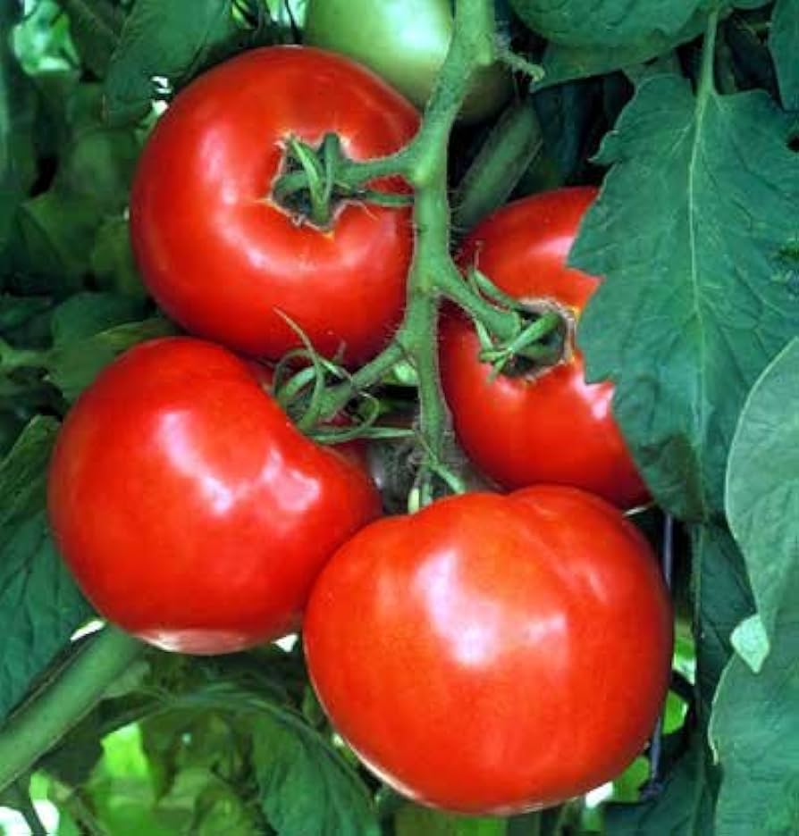 🍅 Celebrity Hybrid Tomato Seeds – 100 Seeds, All-Purpose & Disease-Resistant Variety  - Vegetable Seeds