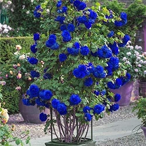 Exotic Hybrid Climbing Rose Flower Seeds – Pack of 20  - Blue - Rose Seeds
