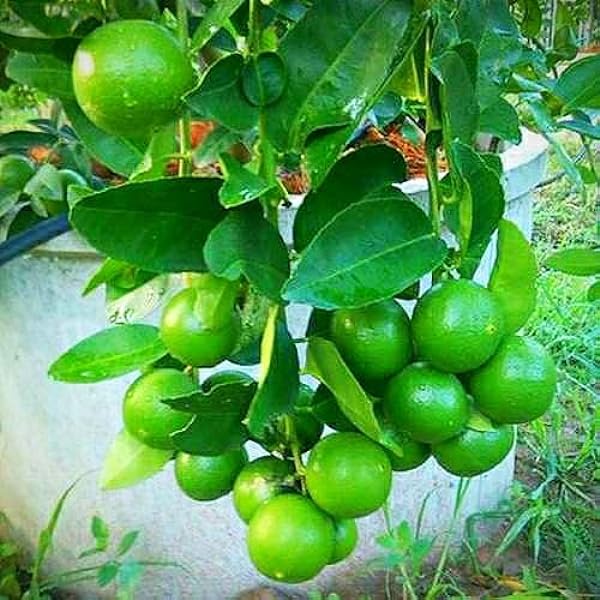 All Time Thai Lemon PlantsThai seedlees Lemon Plant Fruit Plants