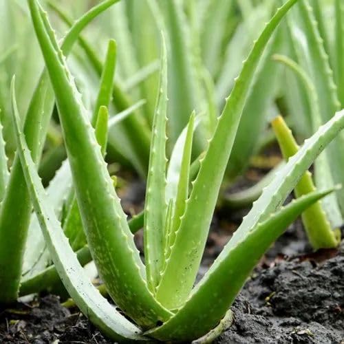 Aloe Vera Live Plant | Aloe Barbadensis | Special Variety Succulent Plant - Best Selling