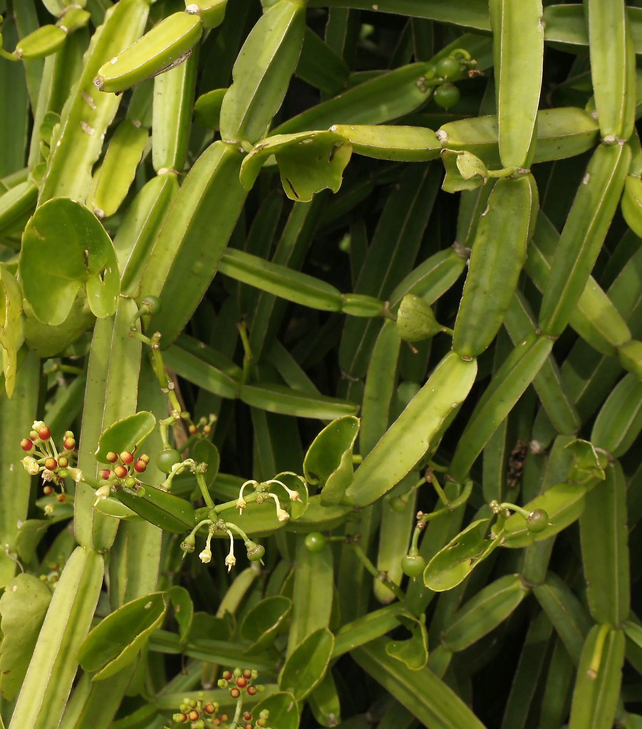 Healthy Live Asthi Samhara Cissus Quadrangularis Medicinal Plant - Bone Health