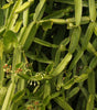 Healthy Live Asthi Samhara Cissus Quadrangularis Medicinal Plant - Bone Health