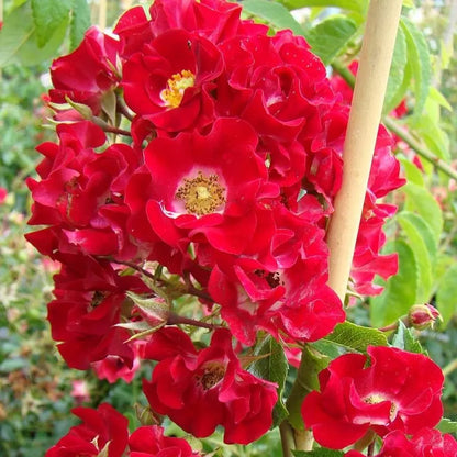 Exotic Hybrid Climbing Rose Flower Seeds – Pack of 20  - Fiona - Rose Seeds
